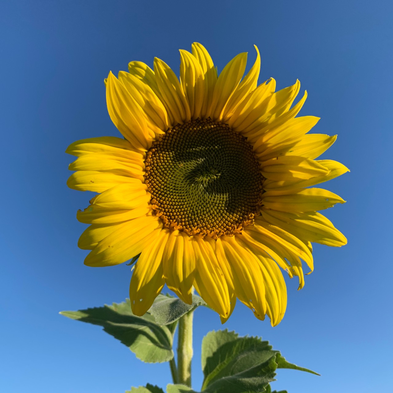 Sunflower.